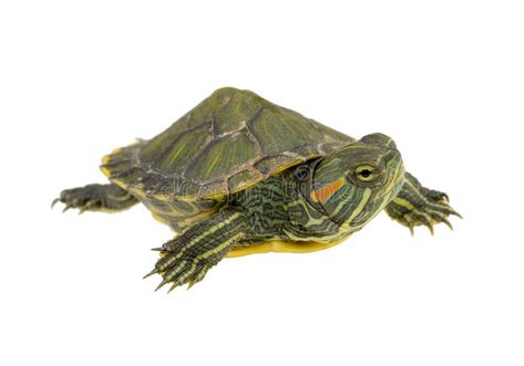 Small water turtle. Isolated on white background , #ad, #turtle, #water, #Small, #background, #white #ad Red Ear Turtle, Red Ear Slider, Turtles For Sale, Red Eared Slider Turtle, Slider Turtle, Water Turtle, Russian Tortoise, Red Eared Slider, Baby Red