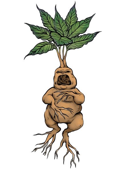 A little drawing of a mandrake I did! My friends and I have been really into Harry Potter again lately and I'm feeling really nostalgic for the first 2 films  #mandrake #harrypotter #plants #art #design #illustration #clipstudio #paisleydrawrs #painting  #conceptart #visdev #visual development #drawing #artist #fanart Harry Potter Plants, Harry Potter Mandrake, Harry Potter Creatures, Harry Potter Sketch, Harry Potter Art Drawings, Harry Potter Stickers, Anniversaire Harry Potter, Harry Potter Tattoos, Images Harry Potter