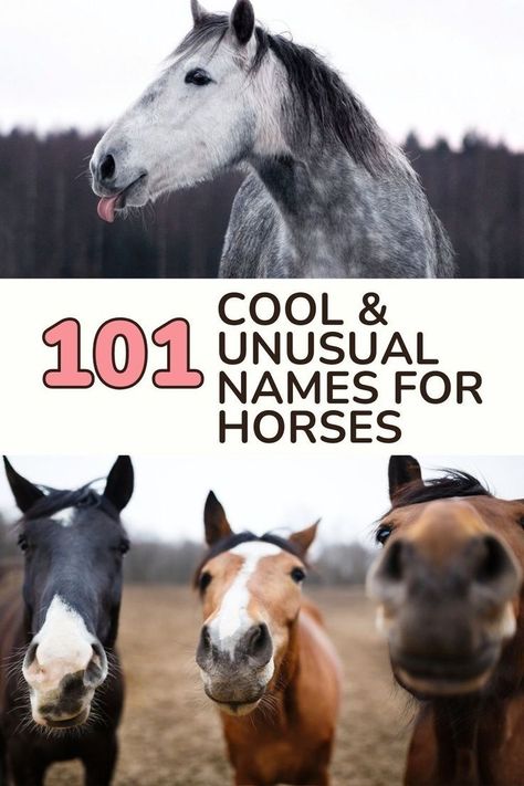 Click through to uncover a carefully curated list of 100 cool and unusual names for horses, each as unique and captivating as the majestic creatures themselves. From mythical themes to whimsical delights, these names are sure to inspire and spark curiosity... Names For Horses, Female Pet Names, Best Horse Names, Male Horse, Mare Horse, Unusual Names, Horse Facts, Cute Nicknames, Majestic Creatures