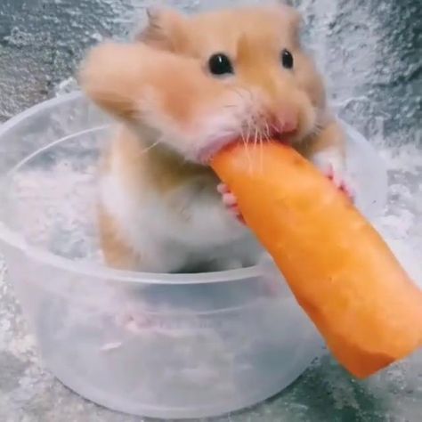 Mouse Eating, Funny Rats, Funny Hamsters, A Hamster, Syrian Hamster, Cut Animals, Cute Hamsters, Cute Animals Images, Cute Wild Animals