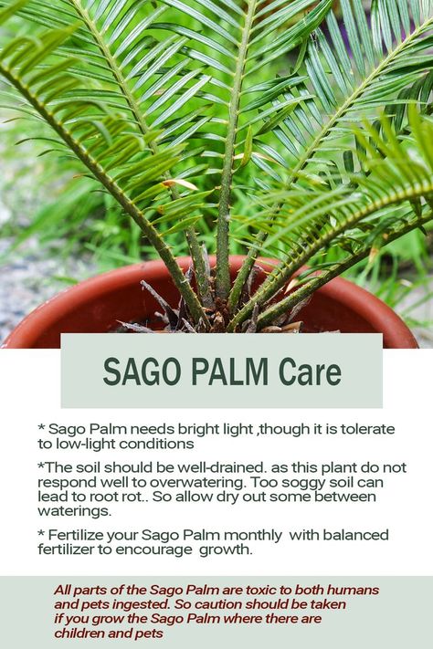 Sago Palm Care, Palm Tree Care, Sago Palm Tree, Cycas Revoluta, Small Palm Trees, Sago Palm, Plant Care Houseplant, Palm Plant, Home Health Remedies