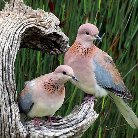 Brown Dove, Turtle Dove, Pretty Animals, Foto Art, Pretty Birds, Bird Photography, Pics Art, Animal Photo, Cute Little Animals