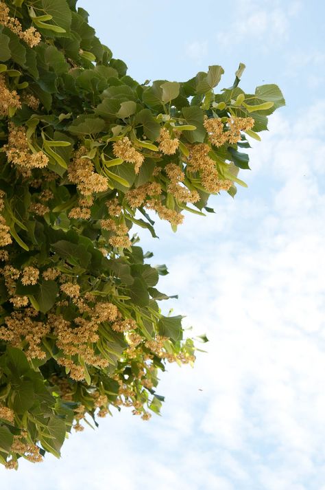 Linden tree in bloom, Vicenza, Veneto, Italy - www.rossiwrites.com Linden Tea, Books 2024, Linden Tree, Veneto Italy, Yellow Blossom, From Where I Stand, Old Newspaper, Tree Line, Living Ideas