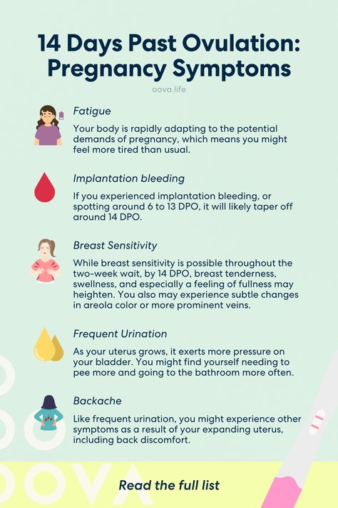 Ovulation Week, Pregnancy Signs And Symptoms, Positive Pregnancy Test, Frequent Urination, To Pee, Pregnancy Signs, Pregnancy Symptoms, On A Stick, Post Pregnancy