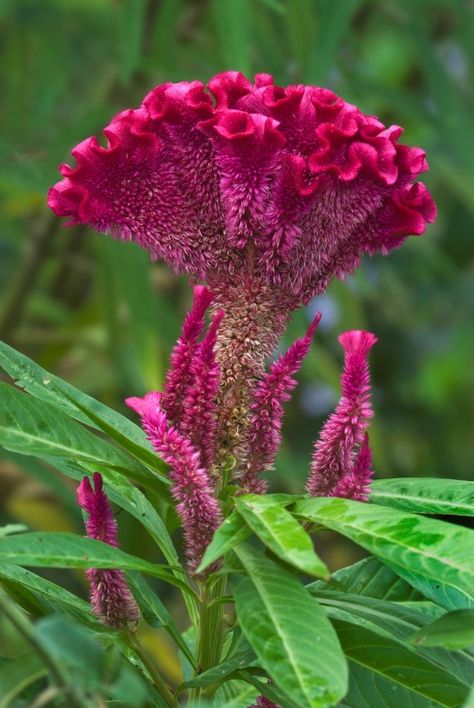 Coxcomb Flowers, Celosia Flower, White Rose Flower, Unusual Flowers, Rare Flowers, Kitchen Garden, Exotic Flowers, Diy Bathroom, Amazing Flowers