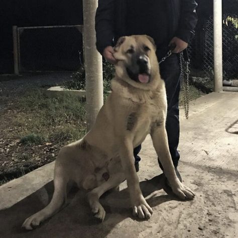 Armenian Gampr Dogs