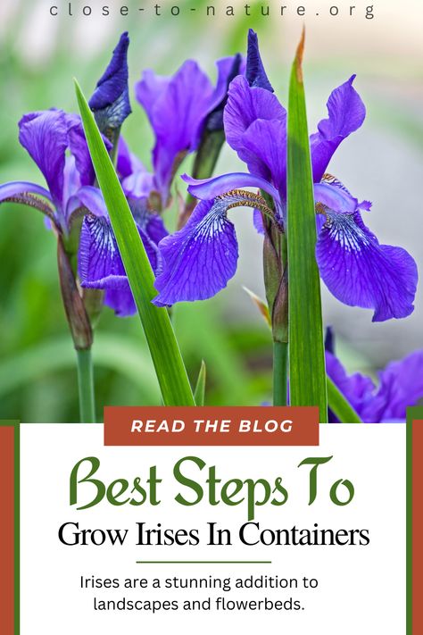 "🌸 Transform your garden with vibrant irises! Learn the best steps to grow them in containers 🌿 #Irises #GardeningHacks #FlowerGardening #ContainerPlants #GardenGoals" Growing Irises, Closer To Nature, Irises, Container Plants, Flower Beds, Container Gardening, Gardening Tips, Flower Garden, To Grow