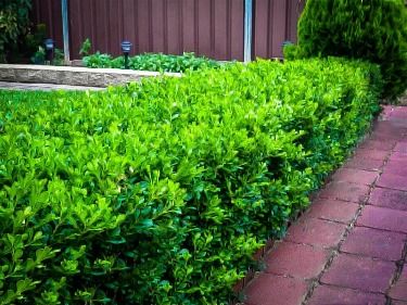 Pick the Right Boxwood | The Tree Center™ Japanese Buxus, Buxus Hedge, Korean Boxwood, Buxus Microphylla, Midwest Gardening, Japanese Boxwood, Box Wood Shrub, Hedging Plants, Topiary Garden