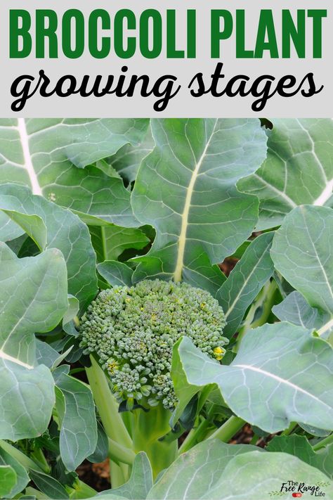 Growing Broccoli From Seed, Broccoli Garden, How To Grow Broccoli, Grow Broccoli, Kale Plant, Broccoli Plant, Growing Broccoli, Homestead Gardening, Desert Gardening