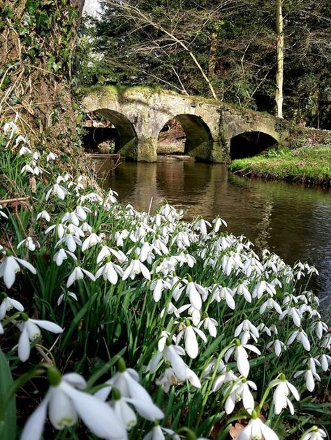 Snowdrops on the River Bank by the Old Bridge ..... Snow Drop Flower, Snow Drops Flowers, Snow Drop, Crocus Bulbs, Snow Drops, River Bank, Love Garden, Nature Garden, A Bridge