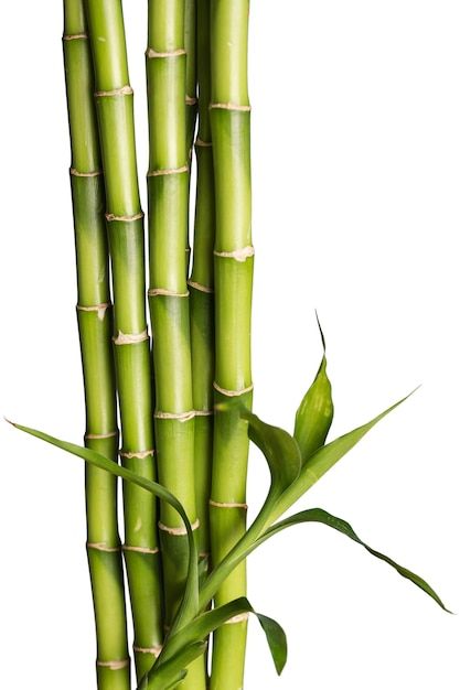 Photography Reference, Tiger Poster, Bamboo Stalks, Bamboo Plants, Premium Photo, White Background, Stock Photos, Plants, Photography