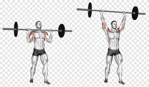 Barbell Shoulder Press The barbell should be placed on a power rack so that it is directly in front of you. The bar should be easy to lift off the rack, without bending too low or standing on tip-toes. Your feet should be shoulder-width apart. Keep your knees straight and your hips open. The barbell should be held in […] Barbell Shoulder Press, Barbell Press, Military Press, Barbell Workout, Bar Workout, Hip Openers, Shoulder Press, Power Rack, Lift Off