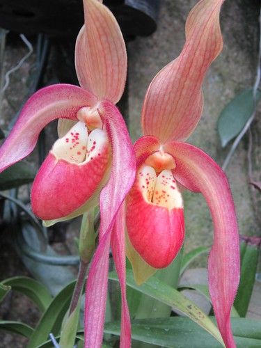 Paphiopedilum Orchid, Unusual Orchids, Lady Slipper Orchid, Lady Slipper, Rare Orchids, Exotic Orchids, Longwood Gardens, Unusual Plants, Unusual Flowers