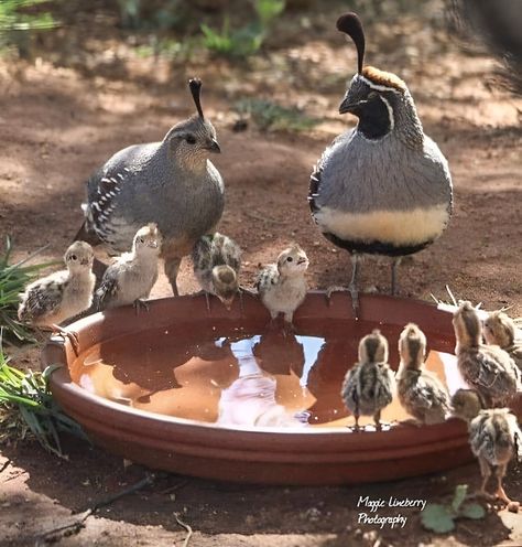 Quails, Pretty Birds, Cute Birds, For The Birds, Sweet Animals, Amazing Animals, Wild Birds, Animal Photo, Birds Of A Feather