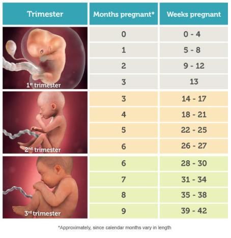 Chart showing the three trimesters, months in each, and how many weeks pregnant you are in each month. First trimester goes from zero to 13 weeks pregnant, in month 3. Second trimester goes from week 14 �– also in month three – to 27 weeks, in month 6. Third tri starts in month 6, and goes from 28 weeks to 42 weeks. Pregnancy Timeline, Pregnancy Facts, Pregnancy Calculator, دورة شهرية, 3rd Trimester, Baby Kicking, Pumping Moms, Second Trimester, Baby Sleep Problems