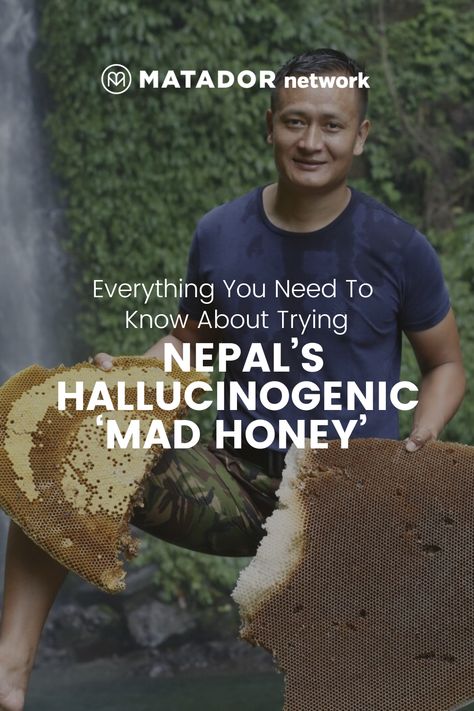 But should you try mad honey? It’s an all-natural source of many purported benefits, both medicinal and recreational. It’s also legal and straightforward to purchase in most countries. However, dosing with mad honey isn’t without health risks. Honeycomb Benefits, Honey For Health Benefits Of, Mad Honey, Benefits Of Raw Honey, Raw Manuka Honey Benefits, Honey Facts Benefits Of, Reducing High Blood Pressure, Ancient Greek Philosophers, Honey Benefits