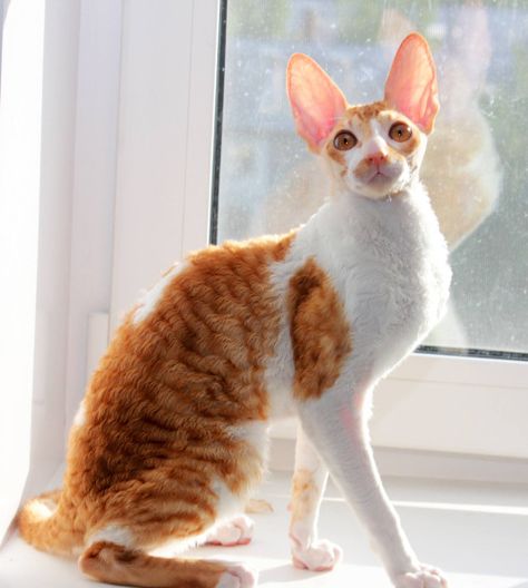 Laurelin Magic Rivendell, red bicolour Cornish Rex Wc Animated, Mackerel Tabby, Curly Cat, Kitten Breeds, Gatos Cool, Sphynx Cats, Dream's Cat, Cornish Rex, Rex Cat