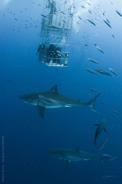 Shark Cage Diving Aesthetic, Swimming With Sharks Aesthetic, Sea Puppies, Ocean Ramsey, Galapagos Shark, Sharks Swimming, Guadalupe Island, Adventure Core, Shark Cage Diving