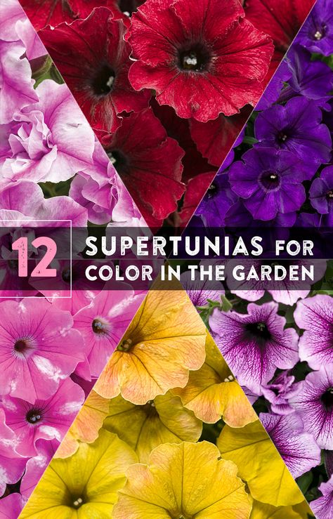 Supertunias Flowers, Petunia Color Combinations, Supertunia Hanging Baskets, Supertunia Bordeaux Petunia, Petunia Garden Flower Beds, Container Gardening Flowers Combinations, Supertunia Planters, Sun Loving Annuals, Annual Pots