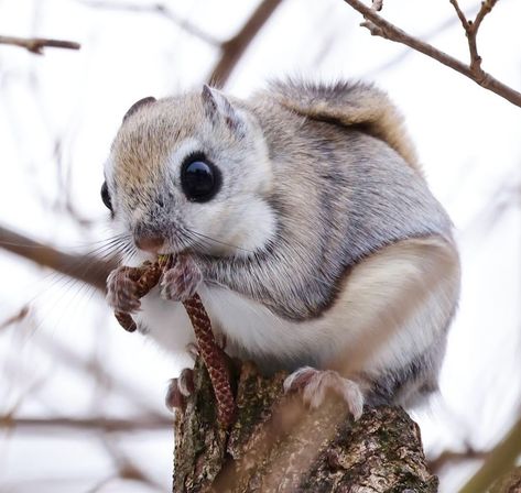 Flying Squirrel Drawing, Japanese Flying Squirrel, Squirrel Eating, Flying Squirrel, Eating Food, Squirrels, 귀여운 동물, Rats, The Amazing