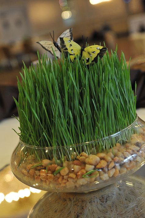 First, I sprouted wheatgrass seeds on dampened paper towels set on top of plastic plates. Then, I watered them every time the paper dried out. Once the grass was several inches high, I moved the individual circles of roots/grass--paper towels and all--into terrarium bowls and let them finish growing there. Wheat Grass Centerpiece, Terrarium Bowls, Grass Decor, Wheat Grass, Grain Of Sand, Artists For Kids, Plastic Plates, Wedding Time, Wicker Baskets