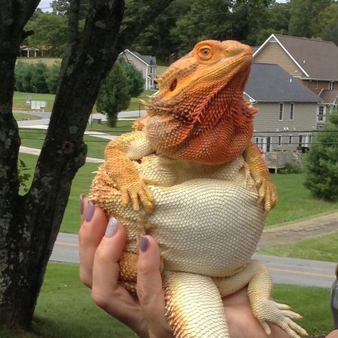 Dragon Funny, Funny Lizards, Bearded Dragon Funny, Baby Bearded Dragon, Bearded Dragon Cute, Pet Lizards, Bearded Dragon Care, Cute Lizard, Pet Dragon