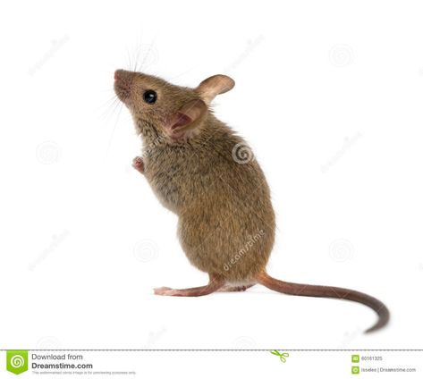 Mouse Reference, Mouse Photos, Mouse Pictures, Baby Art, Animal Tattoos, Animal Quotes, Environmental Art, Animal Sculptures, Wildlife Art