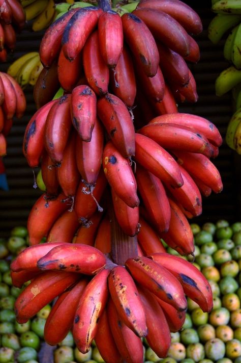 Red bananas Banana Nutrition Facts, Banana Nutrition, Fruits And Vegetables Pictures, How To Grow Bananas, Red Banana, Vegetable Pictures, Banana Fruit, Banana Plants, Fruit Photography