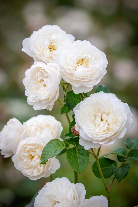 The English Roses, Container Roses, William And Catherine, Rooting Roses, Rose Care, Shrub Roses, David Austin Roses, Growing Roses, David Austin