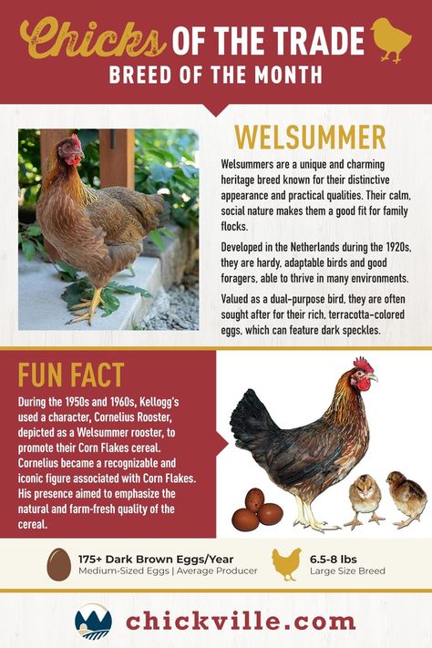 Developed in the Netherlands during the 1920s, Welsummers are a unique and charming heritage breed known for their distinctive appearance and practical qualities. Their calm, social nature makes them a good fit for family flocks. Valued as a dual-purpose bird, they are hardy, adaptable birds and good foragers, able to thrive in many environments. Welsummers eggs are sought after because of their rich, terracotta-colored shells that often have dark speckles. Welsummer Chicken, Chicken Species, Pullets Chickens, Chicken Math, Poultry Farm Design, Heritage Chicken Breeds, Dream Homestead, Ranch Living, Urban Chickens