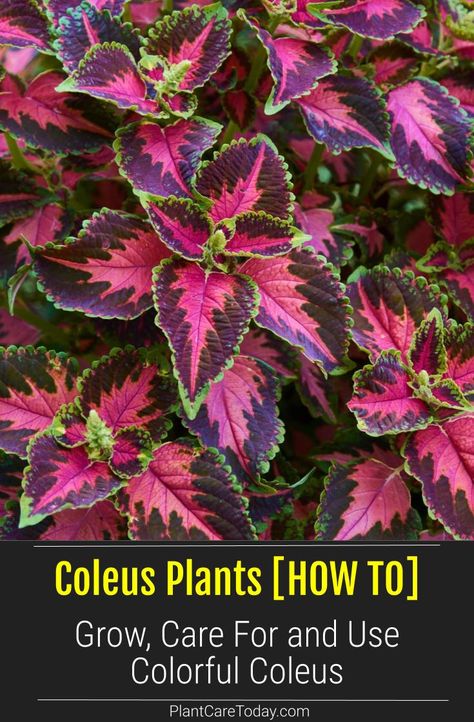 Coleus Garden, Coleus Flower Bed, Coleus Black Blue, Types Of Coleus Plants, Coleus Plants Care Indoor, Shade Coleus, Coleus Plants Care, Sun Coleus, Coleus Landscaping