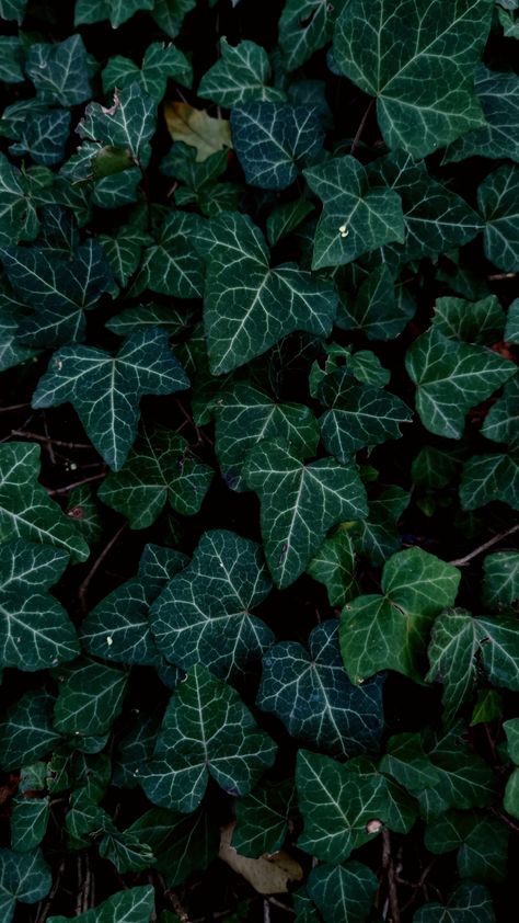 Hedera helix artistic photo Hedera Helix Ivy, Ivy Aesthetic, Common Ivy, Skimmia Japonica, Jay Aesthetic, Phthalo Green, Hedera Helix, Gothic Garden, Tolkien Art