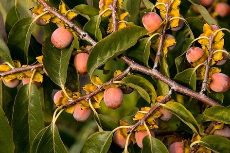 American Persimmon Tree, American Persimmon, Pnw Gardening, Farm Plants, Persimmon Tree, Persimmon Fruit, Florida Cottage, Water Wise Plants, Farm Stuff