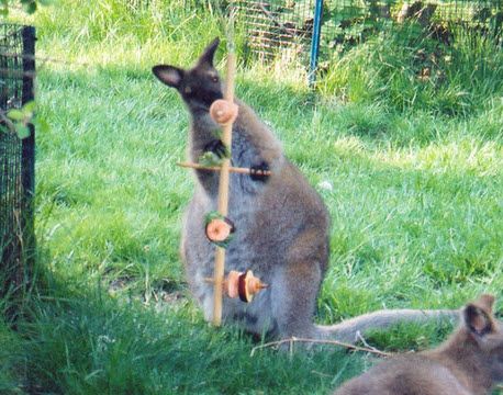 DIY Bamboo Foraging Tree - petdiys.com Wallaby Enrichment, Kangaroo Enrichment, Hoofstock Enrichment, Zoo Enrichment, Enrichment Projects, Animal Enrichment, Diy Bamboo, Zoo Project, Zoo Ideas