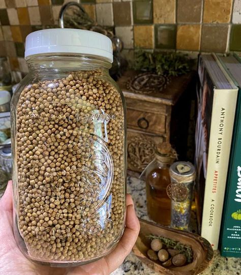 Holding a jar of coriander seed harvested from the garden Zone 7 Garden, Grow Cilantro, Cilantro Plant, Cilantro Seeds, Spice Collection, Growing Cilantro, Coriander Seed, Sage Garden, Avocado Plant