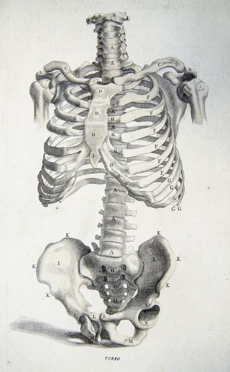 Bones of the torso from Anatomy improv'd and illustrated | Flickr Human Anatomy Art Artworks, Bone Drawing, Anatomy Illustration, Beautiful Pencil Drawings, Skeleton Anatomy, Skeleton Drawings, Human Anatomy Drawing, Human Skeleton, Human Anatomy Art