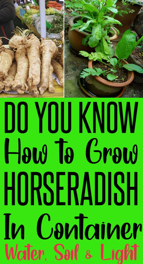 Horseradish Companion Planting, Horseradish Plant How To Grow, Growing Horseradish Plants, How To Plant Horseradish Root, Planting Horseradish Root, How To Grow Horseradish Root, How To Grow Horseradish, Grow Horseradish, How To Prepare Horseradish Root