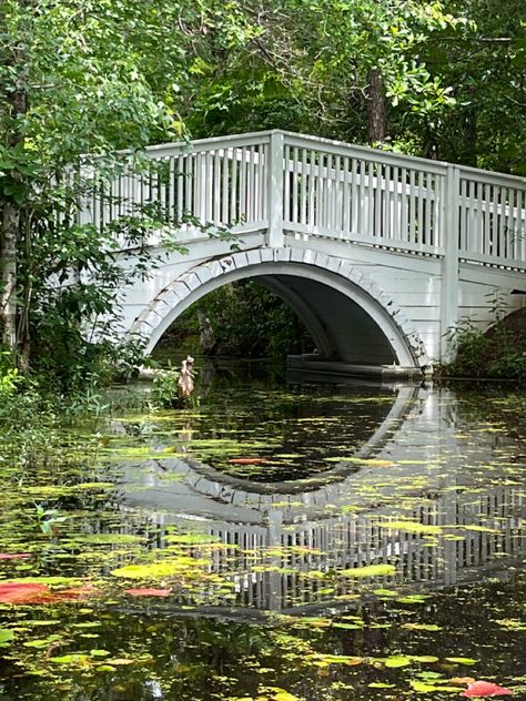 Beautiful Cypress Gardens, where the Notebook was filmed. Cypress Gardens Sc, Garden Notebook, Cypress Gardens, Airbnb Rentals, The Notebook, Senior Pics, Travel Poster, Senior Pictures, Travel Posters