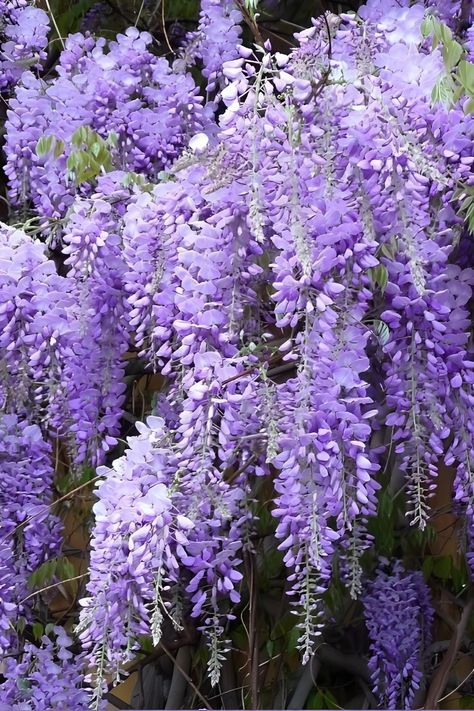 Wisteria Flower Aesthetic, Aesthetic Wisteria, Wisteria Aesthetic, Vanessa Butterfly, Veronica And Vanessa, Small Widget, Fav Flower, Zyla Colors, Pretty Flowers Pictures