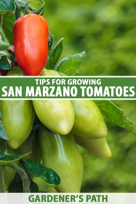 Certified Italian ‘San Marzano’ tomatoes must be grown in a certain region of the country, but home gardeners in the US can also propagate this cultivar from seed or live starts. We share the heirloom’s history and tips for growing the famous sauce tomato at home on Gardener's Path. #sanmarzano #tomatoes #gardenerspath Tomatoes Growing, San Marzano Tomatoes Recipes, San Mariano, How To Grow San Marzano Tomatoes, San Marzano Tomato Plant, Growing San Marzano Tomatoes, Tomatoes Plants Problems, San Marzano Tomato Sauce, Tomato Trellis