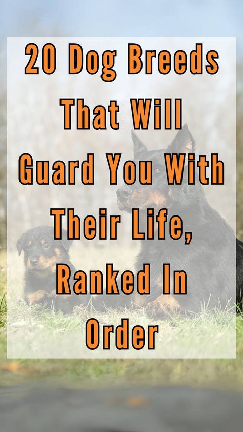 Here are the dog breeds you can depend on when you need it the most. These breeds are truly, man's best friend. Ranch Dogs Breeds, Toy Breed Dogs, Best Guard Dog Breeds, Protective Dog Breeds, Guard Dog Breeds, Hound Dog Breeds, Best Guard Dogs, Dog Breeding, Toy Dog Breeds