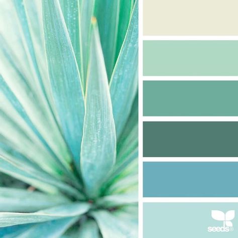 Succulent color palette. Aloe vera leaf. Teal, blue, green, ivory. Color and design inspiration. Succulent Art Painting, Seeds Color Palette, Design Seed, Seeds Color, Succulent Art, Green Colour Palette, Design Seeds, Color Psychology, Colour Schemes