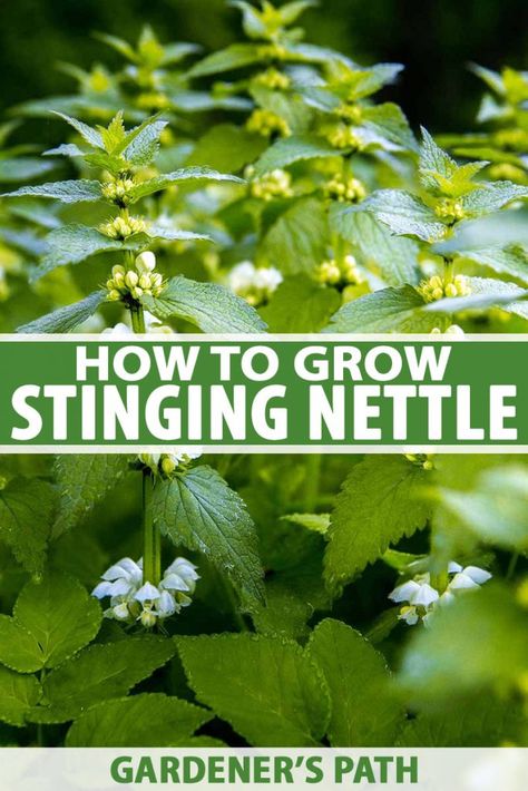 Nettle Recipes, Homesteading Life, Tomato Fertilizer, Lottery Win, Summer Gardening, Wild Food Foraging, Medicinal Herbs Garden, Vegetable Benefits, Herbs Garden