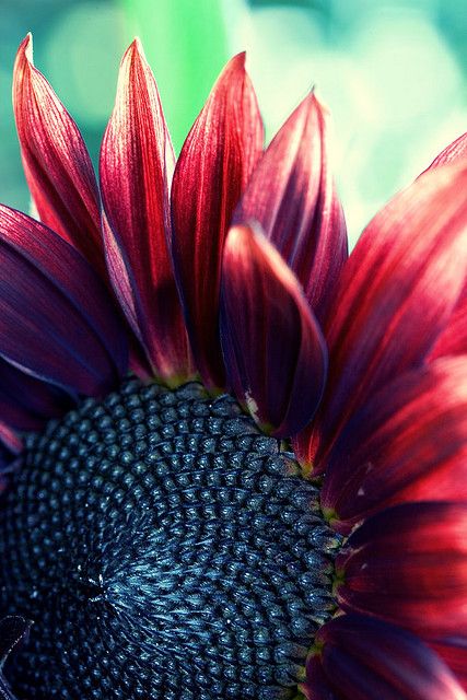 Sunflower Red by simpologist, via Flickr Velvet Queen Sunflower, Red Sunflowers, Sunflowers And Daisies, Sunflower Pictures, Red Plants, Helianthus Annuus, Sunflower Garden, Sunflower Wallpaper, Happy Flowers