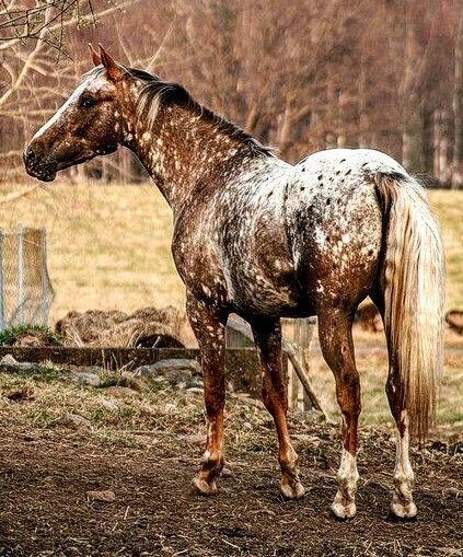 Appaloosa horse Appleloosa Horses, Appolusa Horse, Peacock Appaloosa, Appaloosa Mustang, Unusual Horse, Leopard Appaloosa, Appaloosa Horse, Equestrian Center, Dream Horse