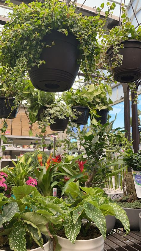 Plant Shopping Aesthetic, Plant Shop Aesthetic, Green Plants Aesthetic, Greenhouse Aesthetic, Plant Shopping, Plant Aesthetic, Pretty Plants, Beauty Standards, Authentic Self