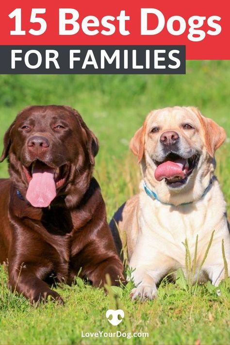 Looking for the perfect family dog? This list will show you the most popular breeds in the US right now, especially if you have kiddos! #FamilyDogs #Puppies #Adopt #Labrador #GoldenRetriever #Dachshunds #GermanShepherds #GSD #GermanShepherd #GoldenRetrievers #Labradors Best Dog Breeds For Families, Best Family Dogs, Dog Breeds For Families, Funny Talking Dog, Dangerous Foods For Dogs, Dogs For Kids, Foods For Dogs, Family Dogs Breeds, Family Friendly Dogs