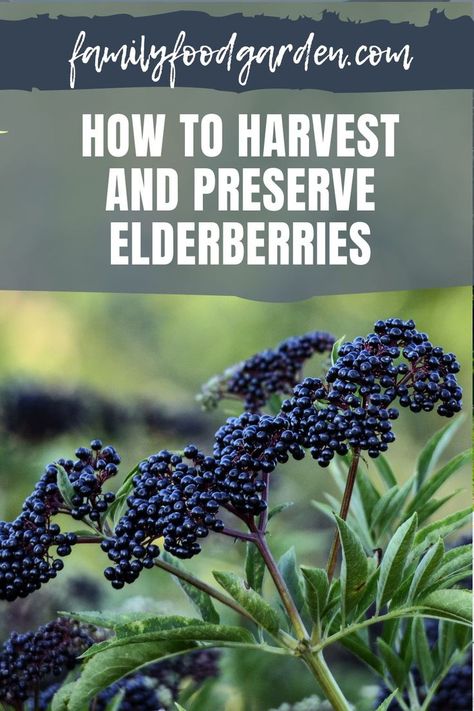 How To Process Elderberries, How To Harvest Elderberries, Harvesting Elderberries, Tennessee Gardening, Elderberry Cuttings, Store Veggies, Elderberry Growing, Elderberry Shrub, Survival Medicine