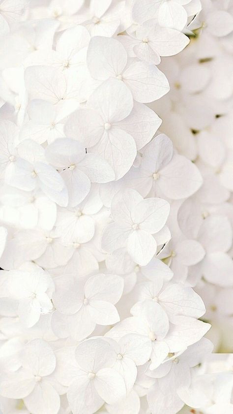 White Lilacs, Frühling Wallpaper, Garden Wallpaper, Simple Scrapbook, Whatsapp Wallpaper, Nourish Your Body, Wallpapers Iphone, White Hydrangea, Social Media Templates