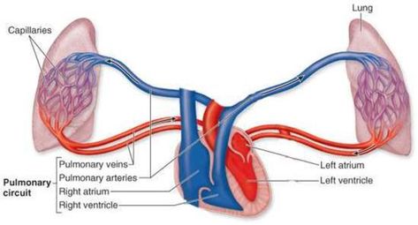 Figure 1.1 from A Large-Scale Mathematical Model of the Rat Pulmonary Circulation and the Effect of Chronic Hypoxia | Semantic Scholar Pulmonary And Systemic Circulation, Pulmonary Circulation, Systemic Circulation, Bored Funny, Mathematical Model, Sports Massage, Medicine Journal, Respiratory System, Cardiology